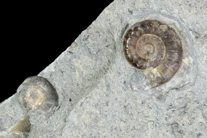 Ammonite (Promicroceras) Fossils - Lyme Regis #102891
